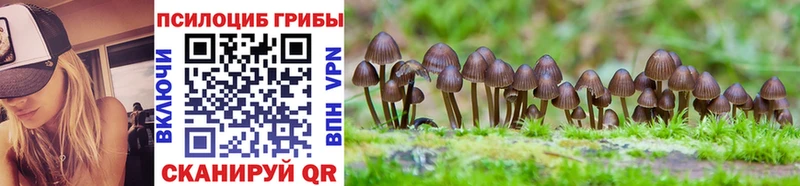Купить закладки  Тында  Псилоцибиновые грибы Psilocybe 